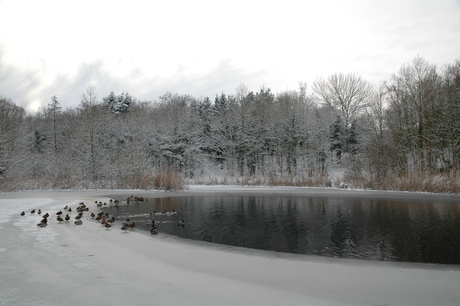 Blusvijver in de sneeuw