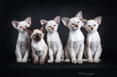Siamese kitten row