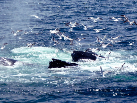 Bultrug walvissen, bubble-net feeding