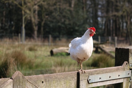 Kip op één pootje