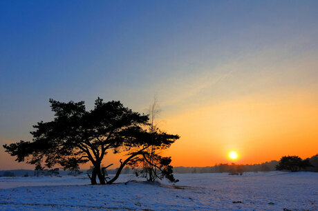 Winter in Soester Duinen