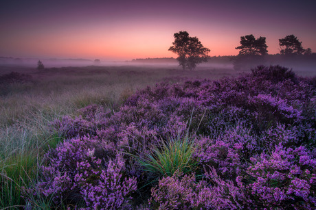 Rucphense Heide in bloei