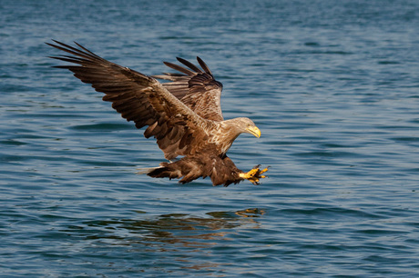 ready for lifting of the prey