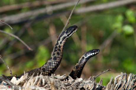 vechtende adders