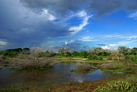 Waterpoel in het Yala Nat Park (Sri Lanka)