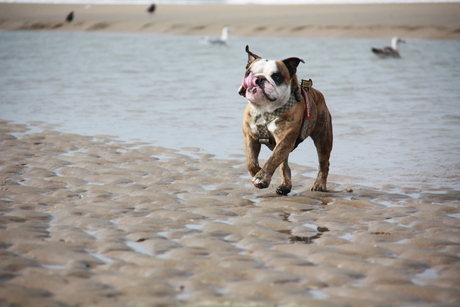 Louis aan zee