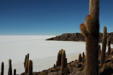 Zoutvlakte Bolivia