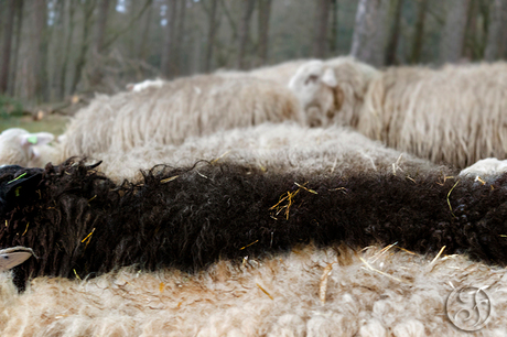 Het zwarte schaap