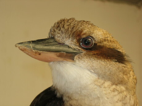 Kookaburra