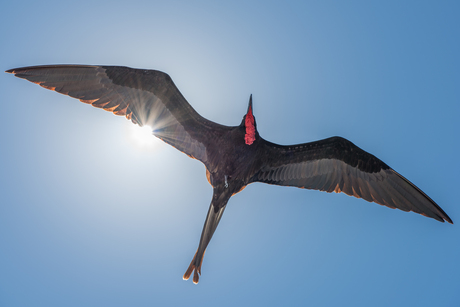 Fregat vogel in vlucht