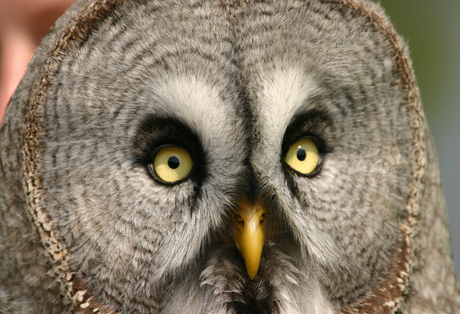 Halo mijnheer de Uil