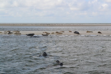 zeehonden bij vlieland