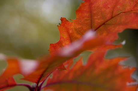 Leaf in full color!