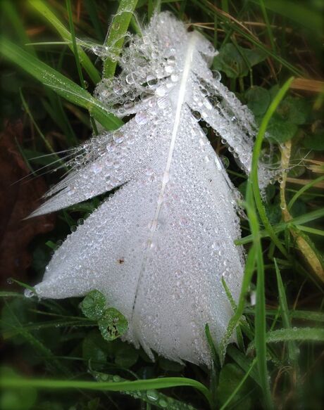 Pearls on a feather