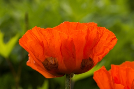 Kleur van Oranje......