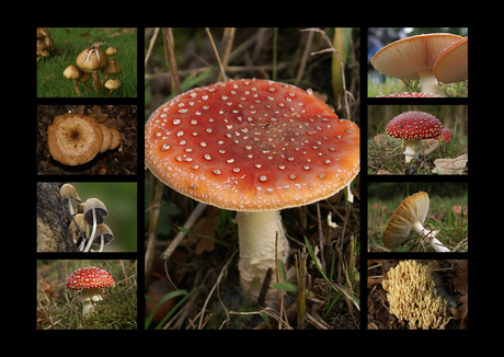 Paddestoelen collage