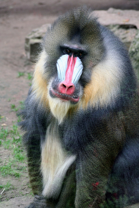 I,AR baboon