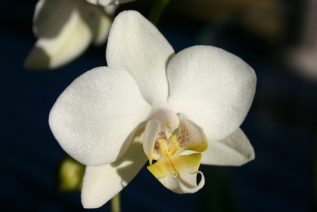 Orchidee III
