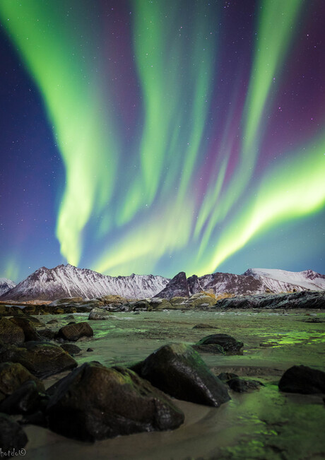 Aurora -noorderlicht Lofoten Noorwegen