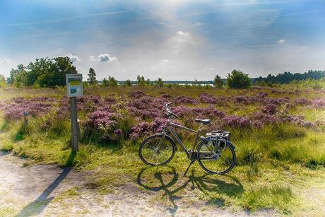 Bloeiende heide