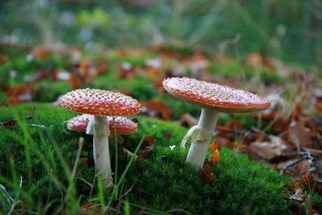 Rood met witte stippen