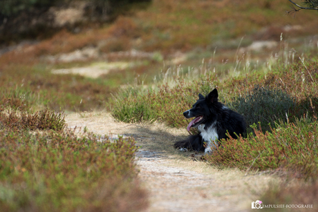 op de heide