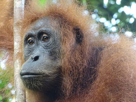 Oerang utang in Sumatra