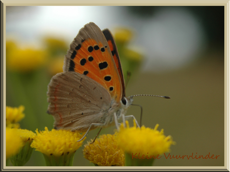 Kleine vuurvlinder