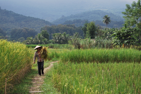 At work in a rice field