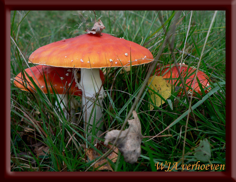 Amanita Muscaria