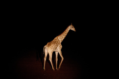 Giraf bij nacht