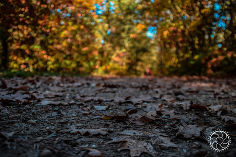 Herfst laag standpunt