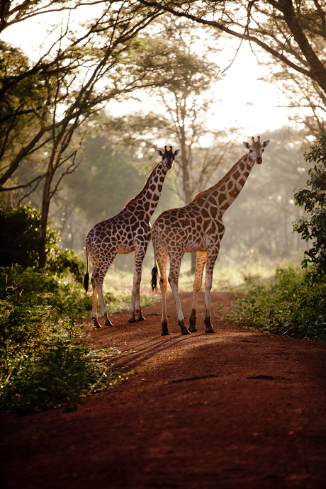 Giraffen in het ochtendlicht