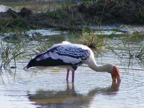 Drinkende vogel