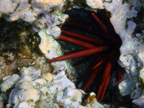 Het leven in de rode zee : Pencil Sea Urchin