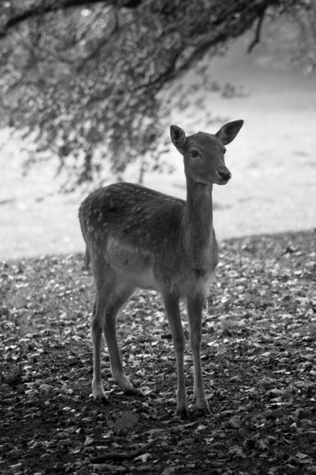 Ree in het bos