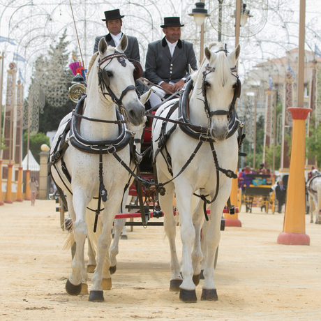 2016-Feria-Jerez-69