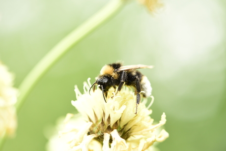 flowers and the bees