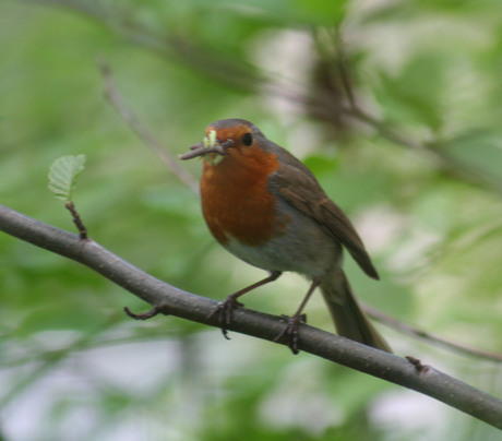 Papa-roodborst zorgt ook voor eten