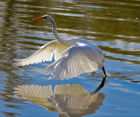 Doorschijnende zilverreiger