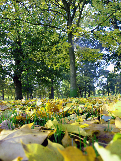 Herfstkleuren