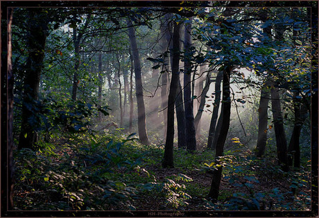 Zonnestralen in een herfstbos