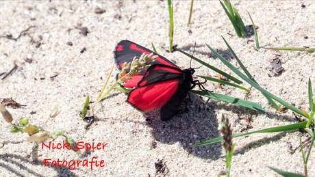 Vlinder op het zand