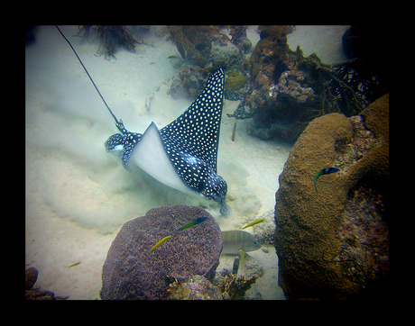 Wroetende Eagle Ray