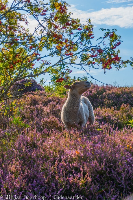 Schaap op de heide