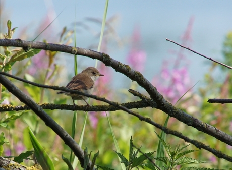 Grasmusje bij de Damsterplas