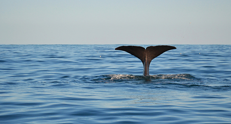 Whale Watching Kaikoura