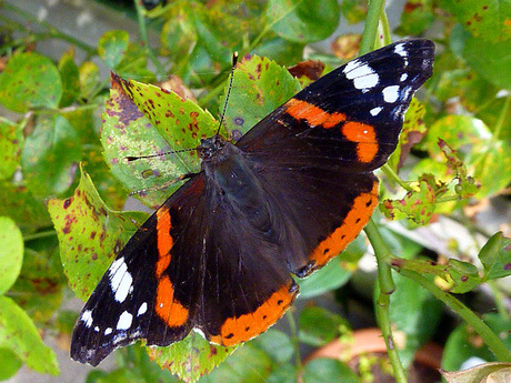 Vlinder in kleur