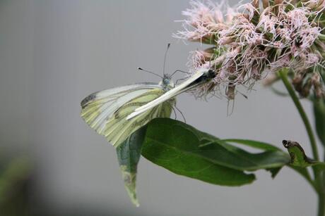 Vlindertjes