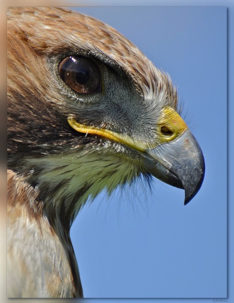 Roodstaartbuizerd